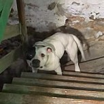 Hombre se cambió de casa y se pilló con terrible sorpresa: Había un perro encadenado en el sótano y su reacción fue increíble