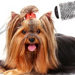 ¿Las peluquerías de perro son muy caras? Aprende cómo hacerlo en casa paso a paso