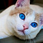 Estos gatos te cautivarán con una sola mirada: Fotos de los ojos más lindos de felinos