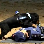 Este perro sabe hacer reanimación y video muestra cómo “salvó” a un policía en Madrid