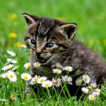 Día Mundial del Gato: Por qué ver videos de felinos nos hace felices y otras 15 curiosidades