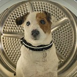 Maltrato animal: Metió a su perro a una lavadora, lo grabó y se defendió diciendo que la “malinterpretaron”