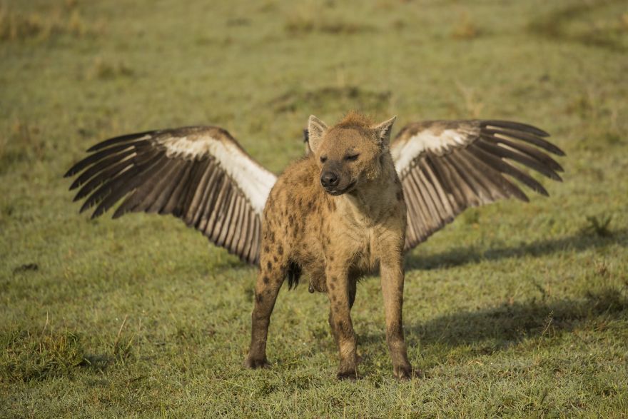 #20 Flying Hyena