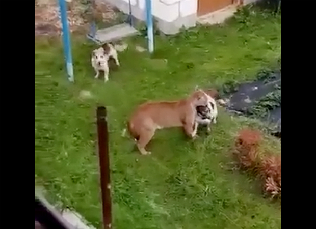 Video muestra momento en que puma ataca a un perro en Moscú: Su dueño salió rescatarlo - Guioteca