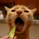 Atentos catlovers primerizos: Estos son los alimentos prohibidos para los gatos