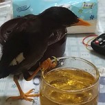 Video causa indignación: hombre “alcoholiza” a su pájaro, se ríe de él y lo sube a las redes sociales