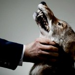 Estudio: Los hombres que son crueles con las mascotas también son violentos con sus parejas