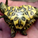 Conoce a las pequeñas tortugas siamesas de Cuba: Un caparazón, dos cabezas y seis patas