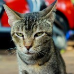 “Cómo recuperar la benevolencia de un gato”: Las búsquedas más extrañas de los rusos durante el 2018