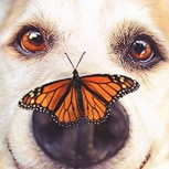 Fotografía de perritos mayores: Emotivo proyecto de un fotógrafo para sorprender a los amos