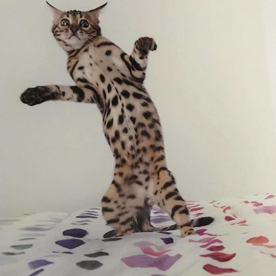 gatos-bailarines-10