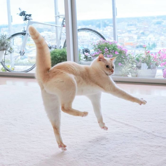 gatos-bailarines-5