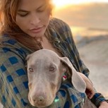 Estas 10 celebridades han mostrado su amor por los animales adoptando perros abandonados