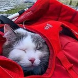 Este gato tiene mejores fotos de vacaciones que cualquiera de nosotros: Estas son sus imágenes