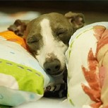 Ternura máxima: Comparten fotos de perros durmiendo siesta