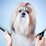 Polémico corte de pelo a un perro es acusado de crueldad animal en las redes sociales