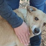 Final feliz: Niña que conmovió por su pena al llorar por su perrito luego de ataque incendiario lo encontró vivo