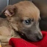 Óscar: El perrito rescatado que estuvo a punto de morir y al que hace nueve meses le buscan familia