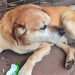 “Don Luis Apolo”: El querido perro que conquistó el corazón de Osorno y tiene una clínica en su honor
