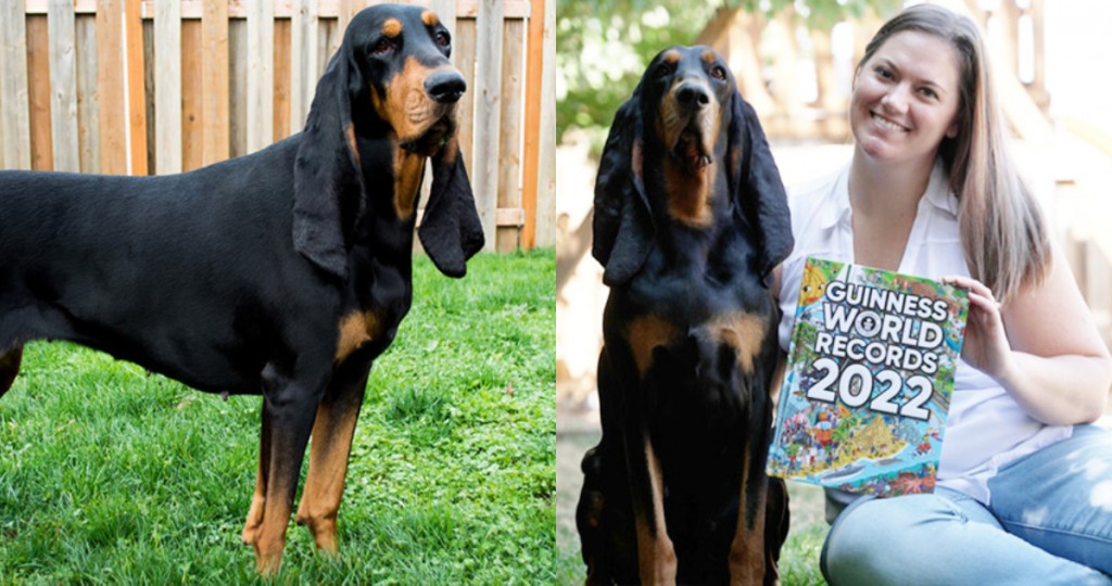 perro-vivo-con-las-orejas-mas-largas