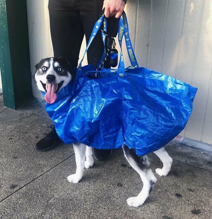 dogs-in-bags-instagram-618d234c4ae21__700