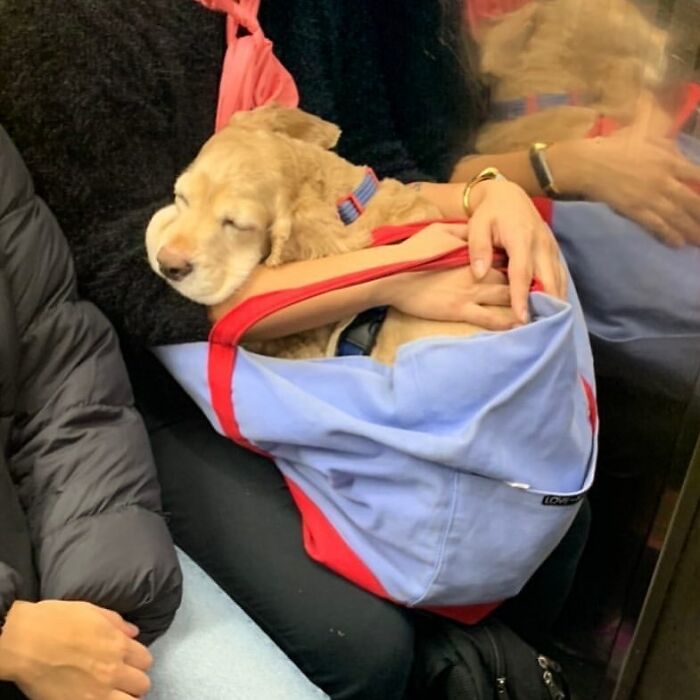 dogs-in-bags-instagram-618d2913661de__700