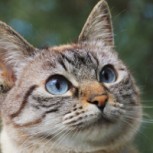 8 curiosidades sobre los gatos: Los datos científicos detrás de su misterioso comportamiento