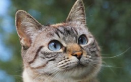 8 curiosidades sobre los gatos: Los datos científicos detrás de su misterioso comportamiento