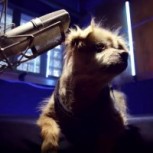 Emotiva campaña de adopción reúne a “perros viejitos” que “bailan” famosa canción de Los Prisioneros