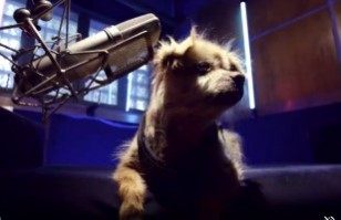 Emotiva campaña de adopción reúne a “perros viejitos” que “bailan” famosa canción de Los Prisioneros