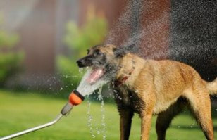 ¿Tu perro sufre en verano? Estos son los mejores tips para sobrellevar el calor