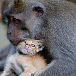 Video: Mono trata de salvar a un gato en problemas y genera ternura en las redes