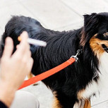 Fumar frente a tus mascotas: ¿Cómo podría afectarles?