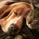 Demencia en mascotas: Revisa los principales síntomas del daño cognitivo en perros y gatos