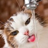 Veterinario explica curiosa actitud de los gatos cuando ven correr agua de las llaves