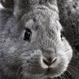 Fibonacci: Un patrón que va de los conejos a las finanzas
