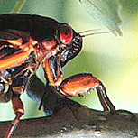 Números primos en la naturaleza, casos sorprendentes