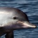Delfines: Genios matemáticos que despliegan su talento bajo el agua