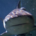 ¿Qué animal es más peligroso, una vaca, un tiburón o una abeja? Matemáticas lo aclaran
