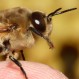 ¿Pueden las abejas reconocer el número 0? Estudio mostró sorprendentes conclusiones