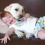 La máxima ternura: Video de bebés que juegan con sus perros