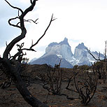 Las dramáticas consecuencias de un incendio forestal