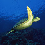 Ecosistemas marinos en peligro, alarmantes indicadores