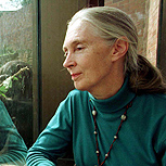 Jane Goodall, la historia de la primera ambientalista