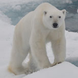 Groenlandia, estudio enciende las alarmas