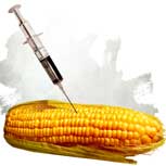 Polémica: ¿Los transgénicos no dañan el medioambiente?