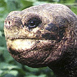 Solitario George: ¿Qué especies van a la extinción?