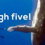Prohibición de la caza de ballenas: Celebraciones en todo el mundo tras dictamen de La Haya