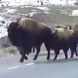 Los búfalos que huyen de Yellowstone: ¿Anticipo de un desastre natural?