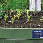 Todmorden: La agricultura urbana sí es posible